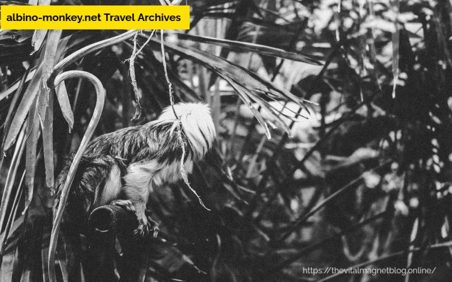 albino-monkey.net Travel Archives