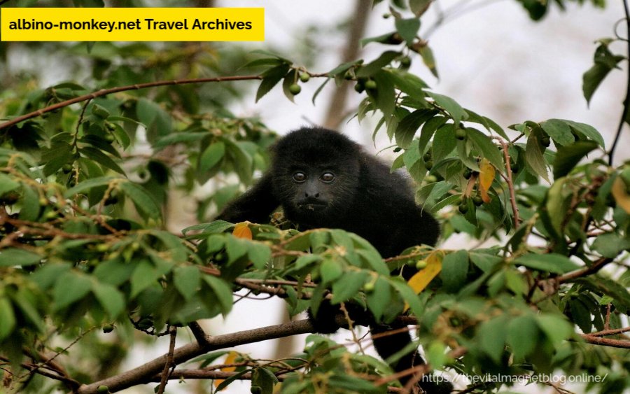 albino-monkey.net Travel Archives