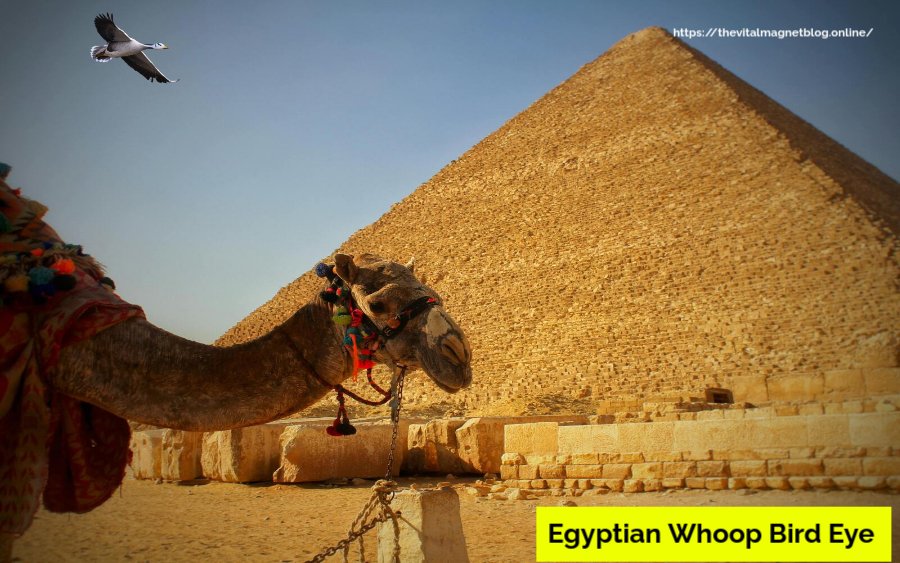 Egyptian Whoop Bird Eye